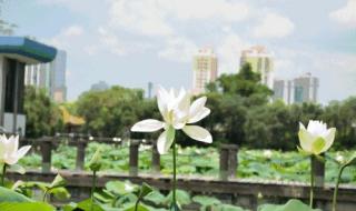 深圳荷花公园在哪里